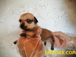 Satılık Chihuahua Yavruları 3