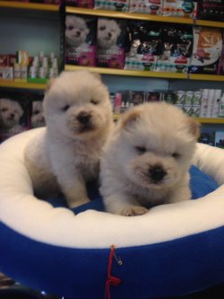 Satılık Chow Chow Yavruları 2