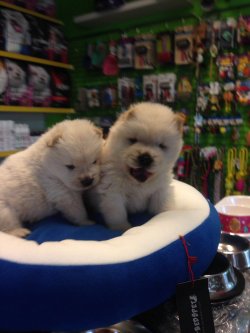 Satılık Chow Chow Yavruları 1