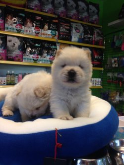 Satılık Chow Chow Yavruları 3
