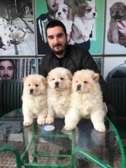 Chow Chow Yavruları 1