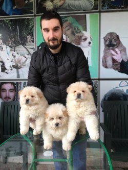 Chow Chow Yavruları 2