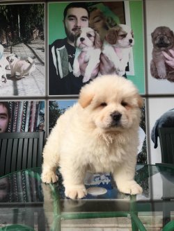 Chow Chow Yavruları 3