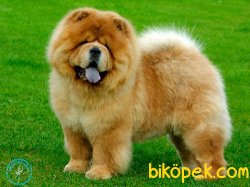 Satılık Chow Chow Yavruları 4