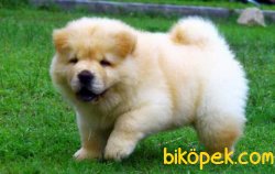 Satılık Chow Chow Yavruları 3