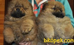 Satılık Chow Chow Yavruları 4