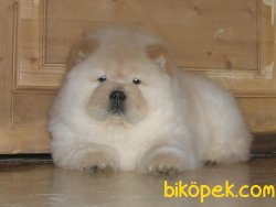 Satılık Chow Chow Yavruları 2