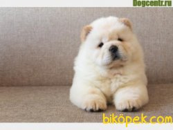 Satılık Chow Chow Yavruları 5
