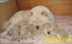 Satılık Chow Chow Yavruları 3