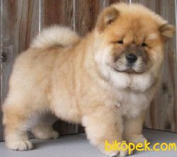Satılık Chow Chow Yavruları 1