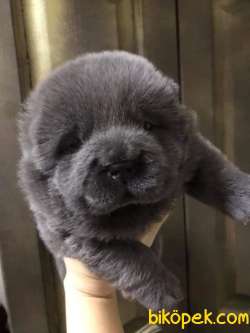 Satilik Chow Chow Yavruları 2