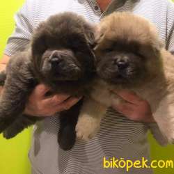 Satilik Chow Chow Yavruları 4