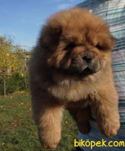 Satilik Chow Chow Yavruları 3