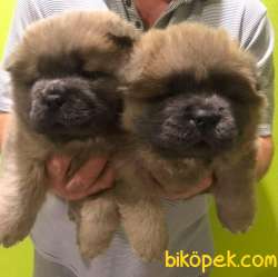 Satilik Chow Chow Yavruları 1