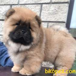 Güvenilir Adresten Satilik Chow Chow Yavruları 3
