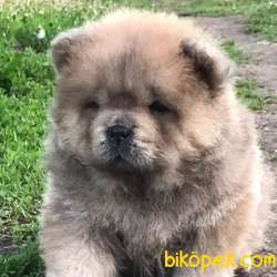 Güvenilir Adresten Satilik Chow Chow Yavruları 1