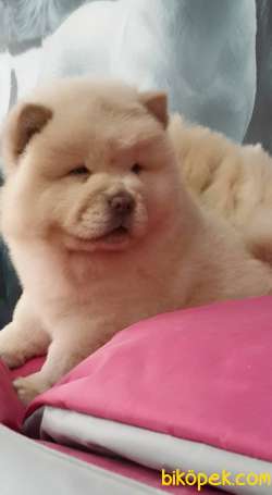 Satılık  Chow Chow Yavruları 2