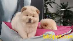 Satılık  Chow Chow Yavruları 5