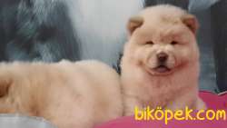 SATILIK  Chow Chow Yavruları 2
