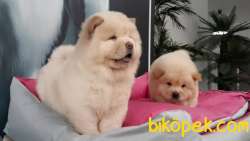 SATILIK  Chow Chow Yavruları 3