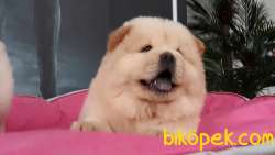 SATILIK  Chow Chow Yavruları 4
