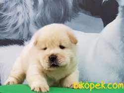 Kalite Ve Güvenin Aderesinden Satılık Chow Chow Yavruları 2
