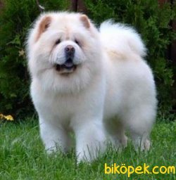 SATILIK CHOW CHOW YAVRULARIMIZ 1