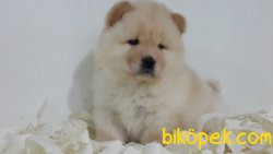 SATILIK CHOW CHOW YAVRULARIMIZ 2