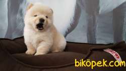 Satılık CHOW CHOW YAVRULARIMIZ 2