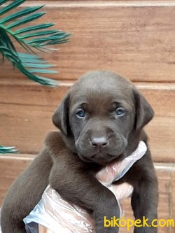 Satilik Çikolata Labrador Retriever Yavrulari 1