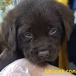 Satilik Çikolata Labrador Retriever Yavrulari 3