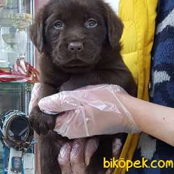 Satilik Çikolata Labrador Retriever Yavrulari 1
