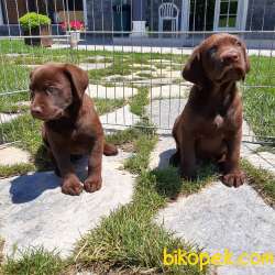 SATILIK ÇİKOLATA LABRADOR RETRIEVER YAVRULARI 2