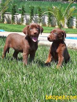 SATILIK ÇİKOLATA LABRADOR RETRIEVER YAVRULARIMIZ 1