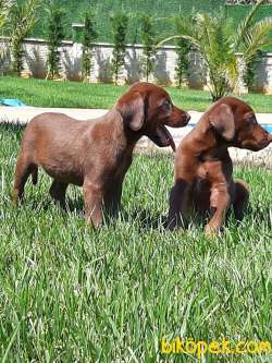 SATILIK ÇİKOLATA LABRADOR RETRIEVER YAVRULARIMIZ 2
