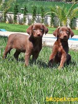 SATILIK ÇİKOLATA LABRADOR RETRIEVER YAVRULARIMIZ 3