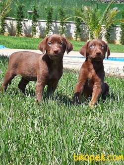 SATILIK ÇİKOLATA LABRADOR RETRIEVER YAVRULARIMIZ 4