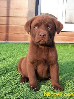 Güvenilir Adresten Satılık Çi̇kolata Labrador Retrıever 1