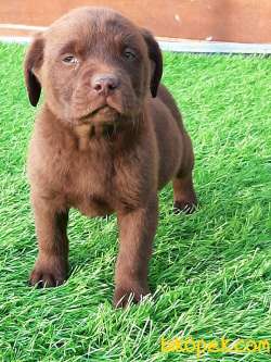 Güvenilir Adresten Satılık Çi̇kolata Labrador Retrıever 5