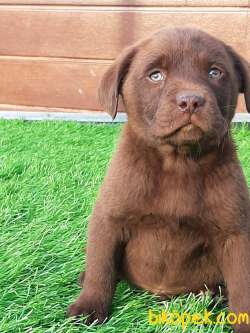 Güvenilir Adresten Satılık Çi̇kolata Labrador Retrıever 2