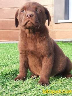Güvenilir Adresten Satılık Çi̇kolata Labrador Retrıever 3