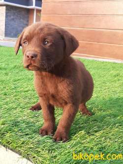 Güvenilir Adresten Satılık Çi̇kolata Labrador Retrıever 4