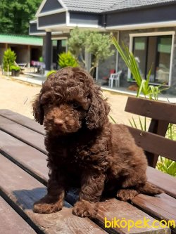 Satilik Çikolata Toy Poodle Yavruları 2