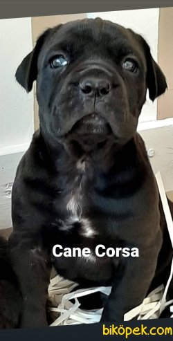 Satilik Dev Cane Corsa Yavruları 2
