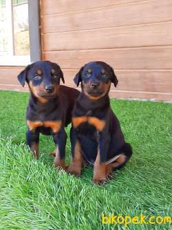 SATILIK DOBERMAN PINCHERS YAVRULARI 3