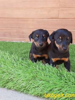 SATILIK DOBERMAN PINCHERS YAVRULARI 1