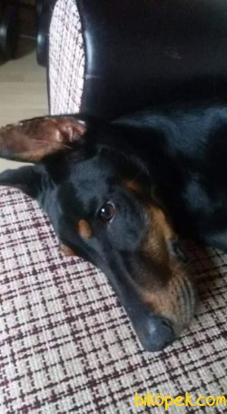 SATILIK DOBERMAN PİNSCHER Safkan 5