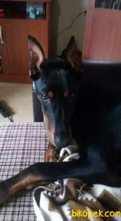 SATILIK DOBERMAN PİNSCHER Safkan 1