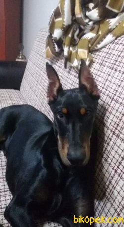 SATILIK DOBERMAN PİNSCHER Safkan 3