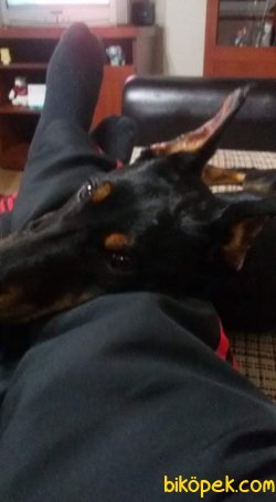 SATILIK DOBERMAN PİNSCHER Safkan 4